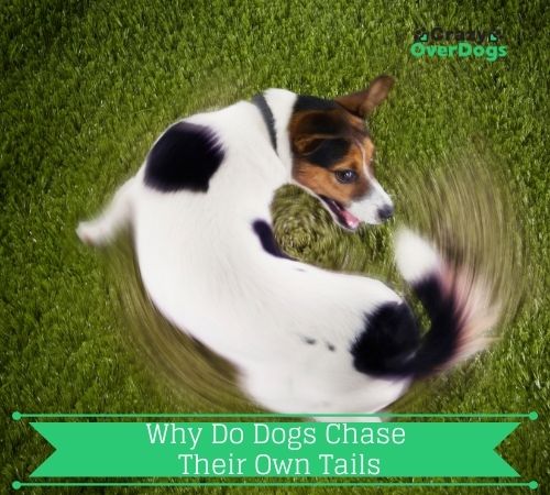 Why Do Dogs Chase Their Own Tails