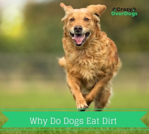 Why Do Dogs Eat Dirt