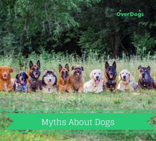 Are These Myths About Dogs True or Not 