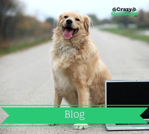 crazy over dogs - blog