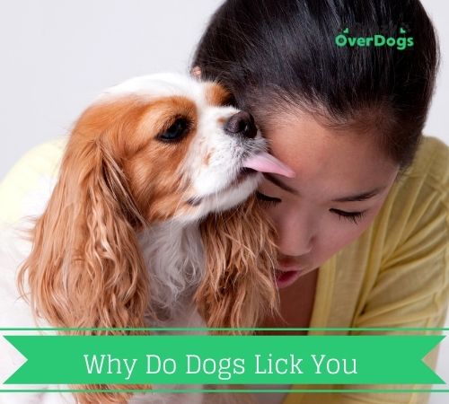 Why Do Dogs Lick You When You Pet Them