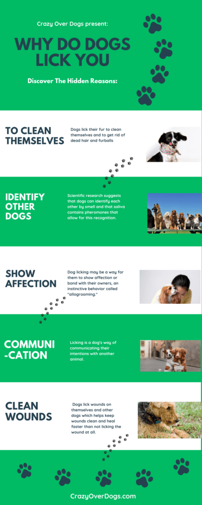 why do dogs lick you infographic