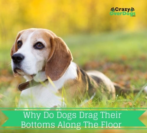 Why Do Dogs Drag Their Bottoms Along The Floor