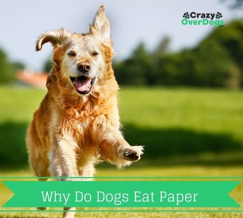 why do dogs eat paper