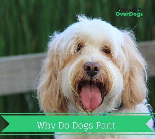 why do dogs pant
