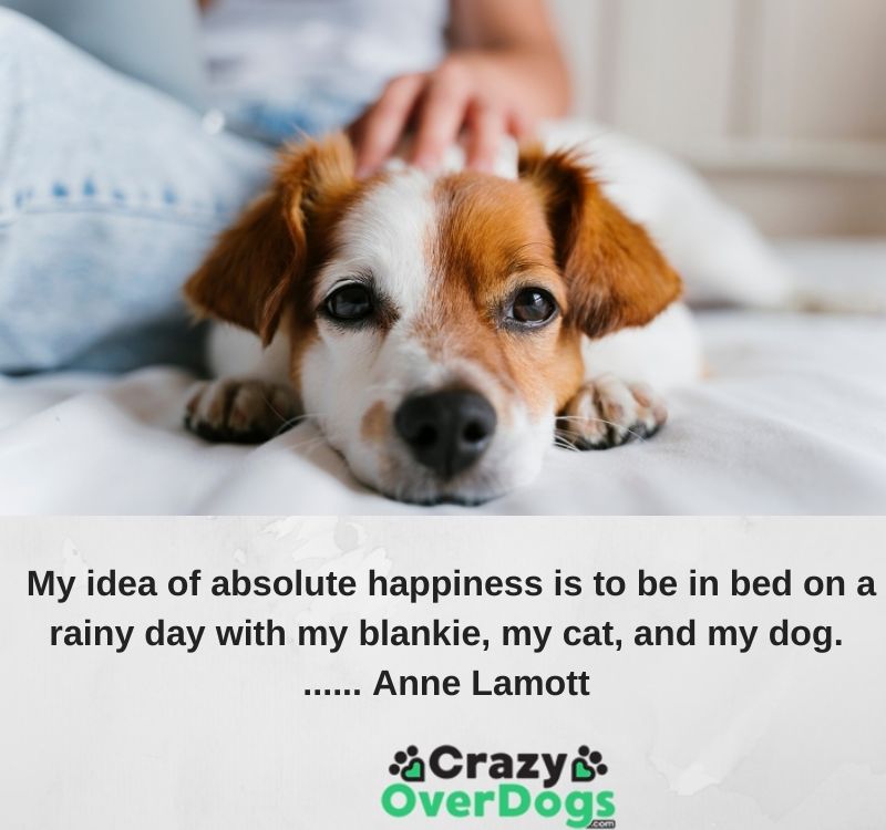 inspirational dog quotes