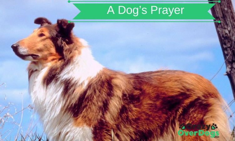 A Dogs Prayer - One Of The Most Beautiful Poems I Have Read
