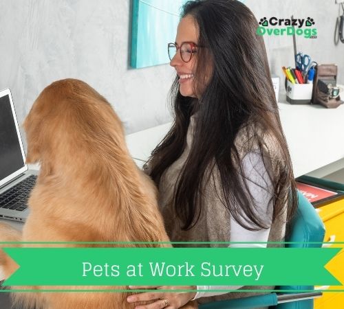 Pets at Work Survey