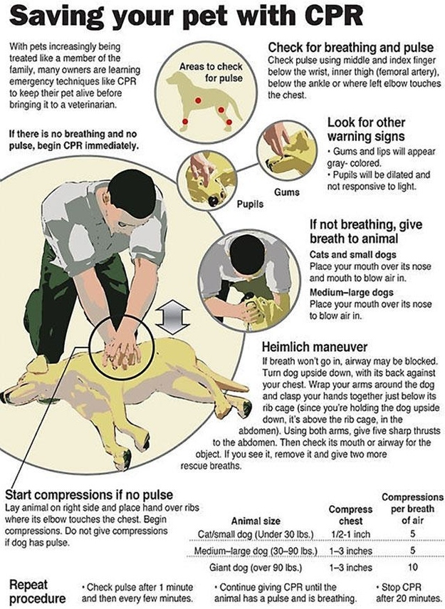 How To Perform CPR On a Dog - Saving Your Dog's Life