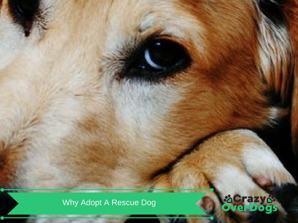 Adopting A Rescue Dog | ( 7 Reasons Why You Should )