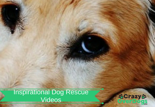 Inspirational Dog Rescue Videos