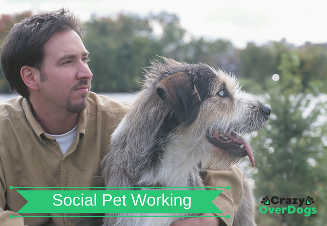 Social Pet Working - Have You Considered Dog Sharing