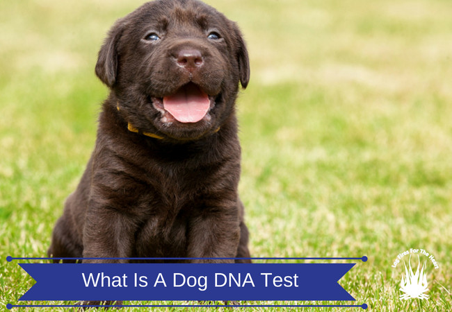 What Is A Dog DNA Test