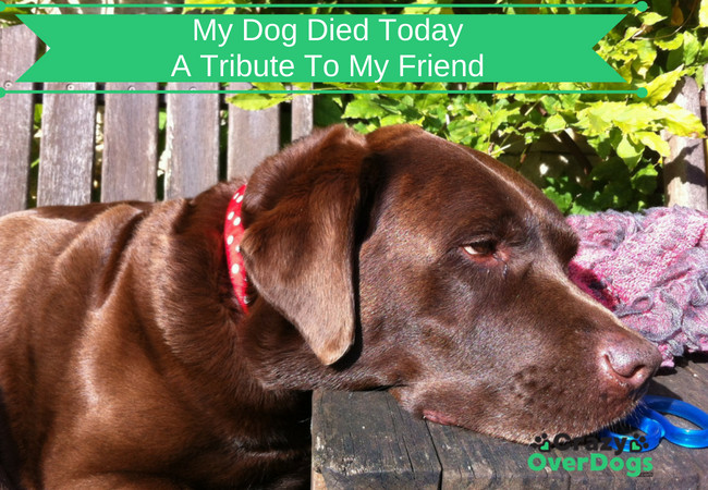 My Dog Died Today Poem A Tribute To My Friend..