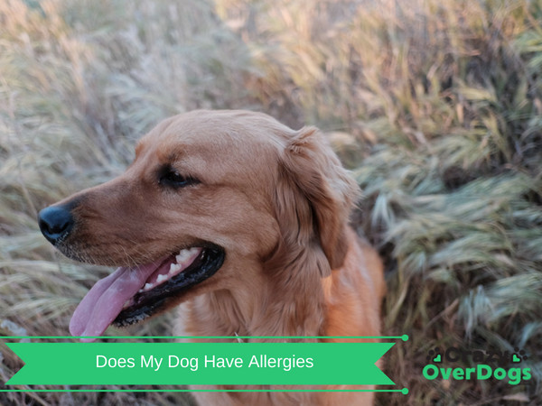 Does My Dog Have Allergies