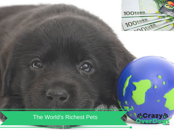 Fun Quiz - The Worlds Richest Pets