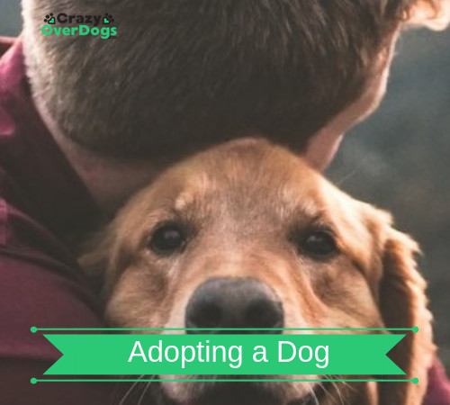 Adopting a Dog - Important Things To Consider.