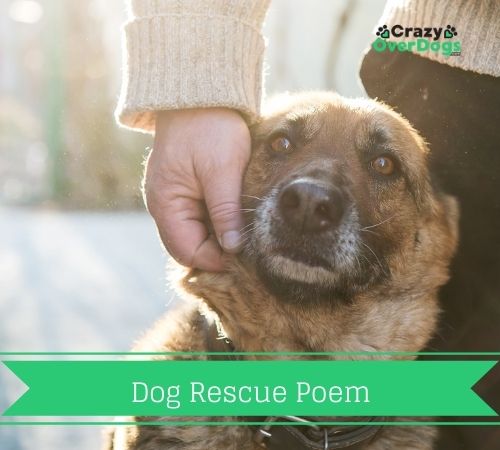 Dog Rescue Poem