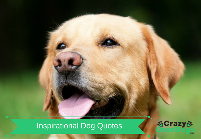 12-inspirational-quotes-for-dogs-best-quote-hd