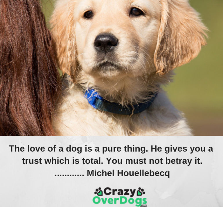 Inspirational Quotes For Dog Lovers The Love Of..