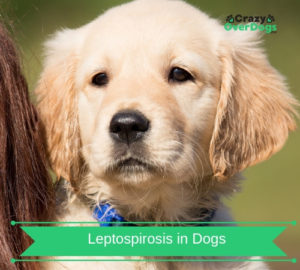 Leptospirosis Symptoms In Dogs – Please Be Aware