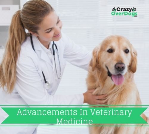 Advancements In Veterinary Medicine