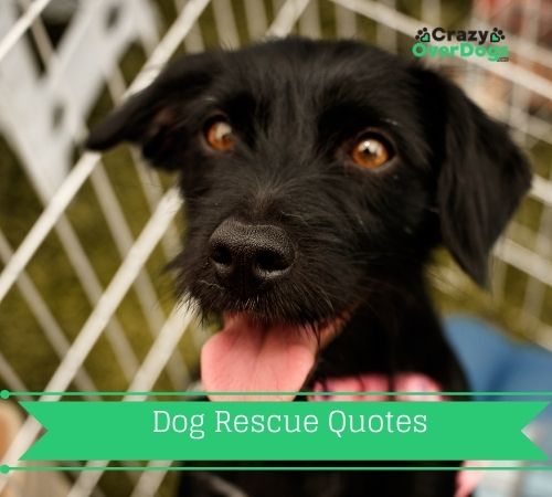 dog rescue quotes