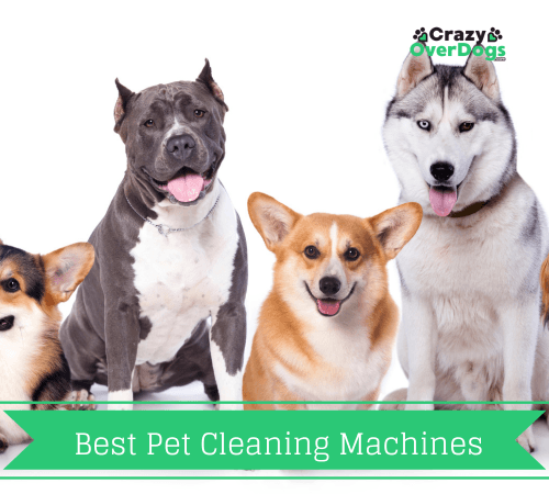 best pet cleaning machines