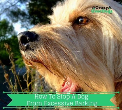How To Stop A Dog From Excessive Barking