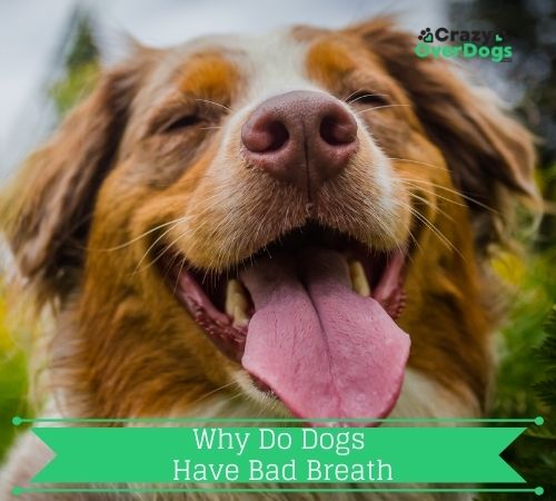 Why Do Dogs Have Bad Breath