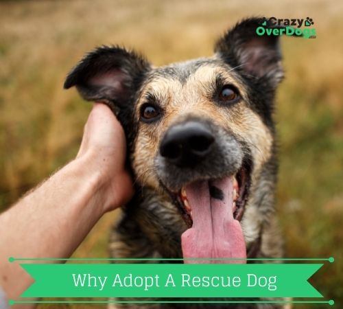 why adopt a rescue dog