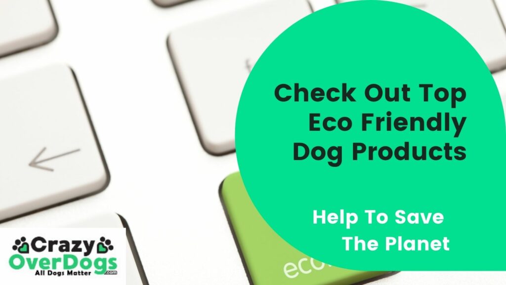 Best Eco-Friendly Dog Products