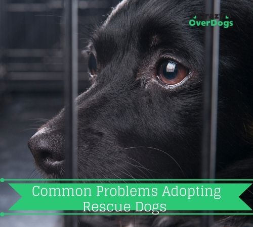 Common Problems Adopting Rescue Dogs 