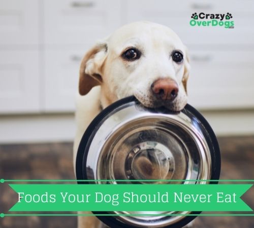 Foods Your Dog Should Never Eat 