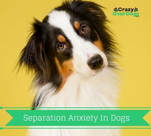 sepeartion anxiety in dogs