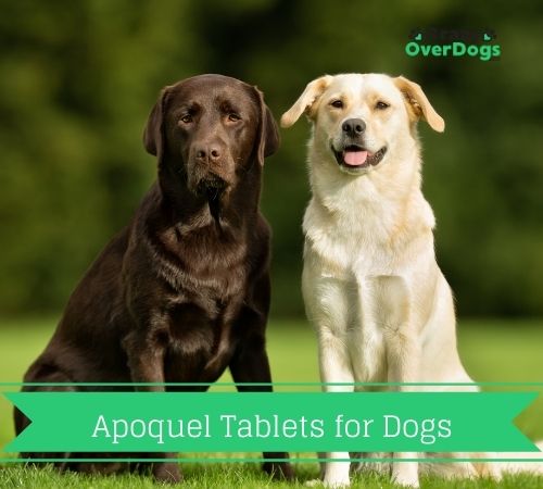 Apoquel Tablets for Dogs