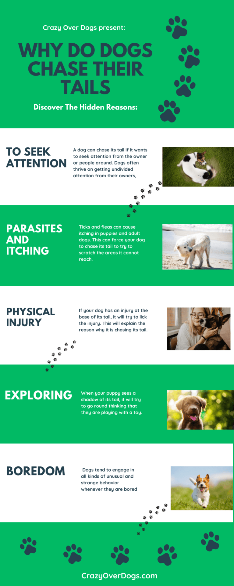 Why Do Dogs Chase Their Own Tails | ( Infographic Included)