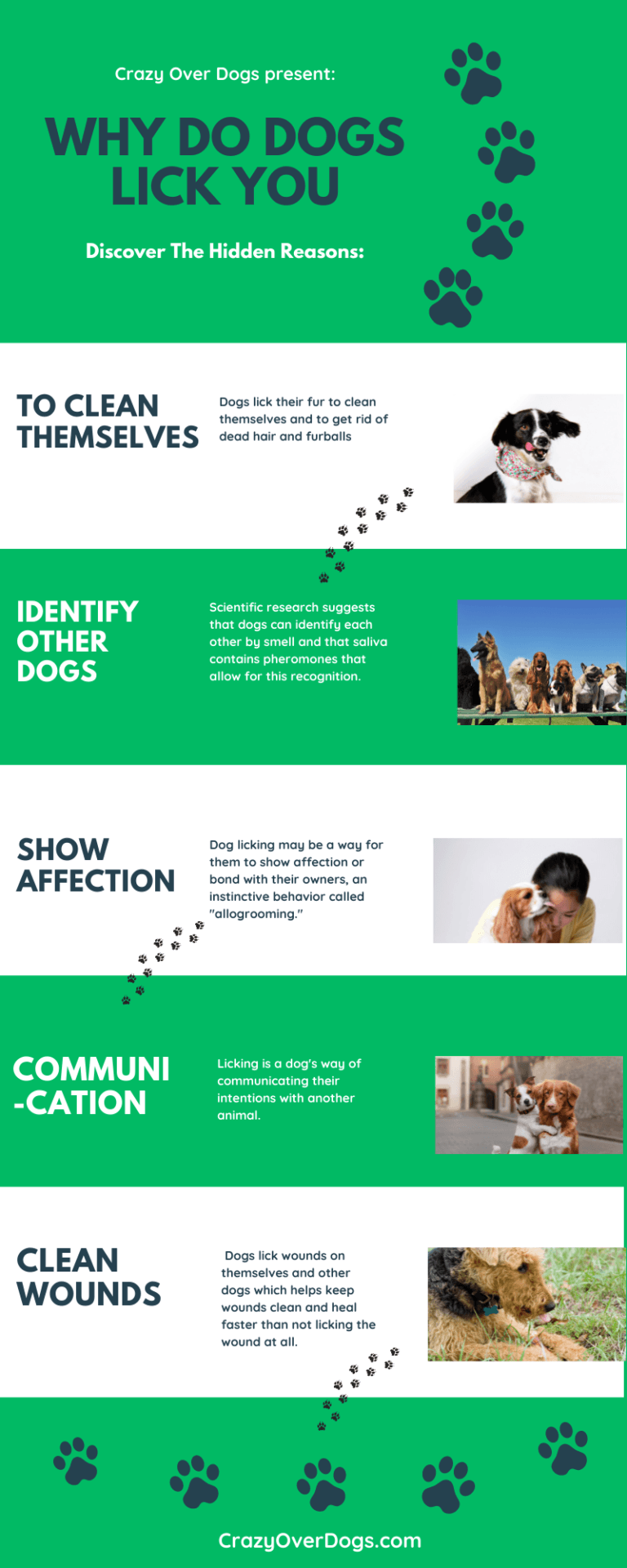 why-do-dogs-lick-you-infographic-crazy-over-dogs