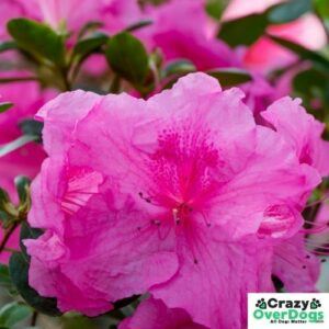 Top 5 Common Poisonous Plants for Dogs - Azaleas