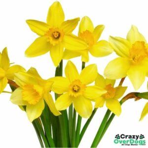 Top 5 Common Poisonous Plants for Dogs - Daffodils: