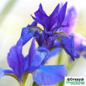 Top 5 Common Poisonous Plants for Dogs - Irises: