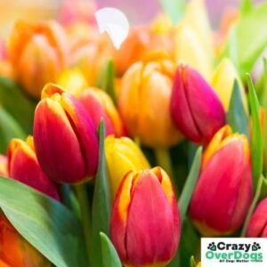 Top 5 Common Poisonous Plants for Dogs - tulip