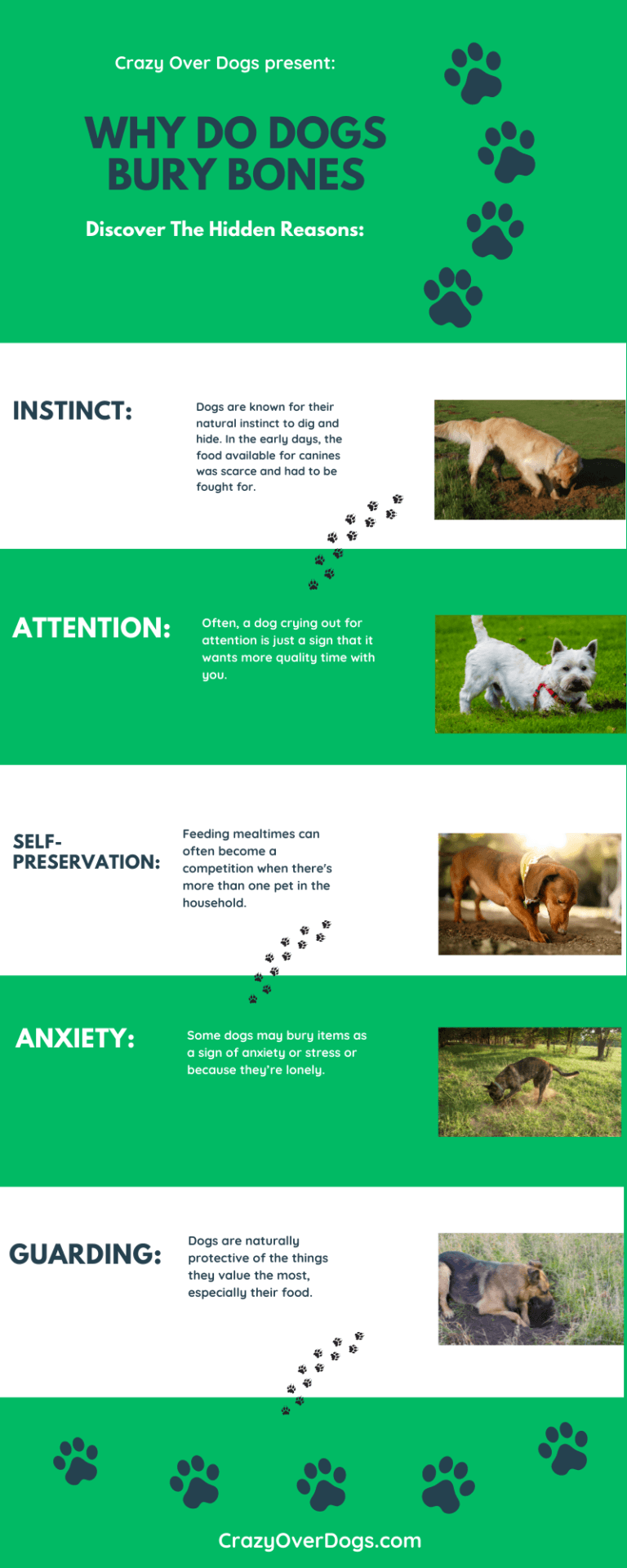 Why Do Dogs Bury Bones And Toys( Infographic Included)