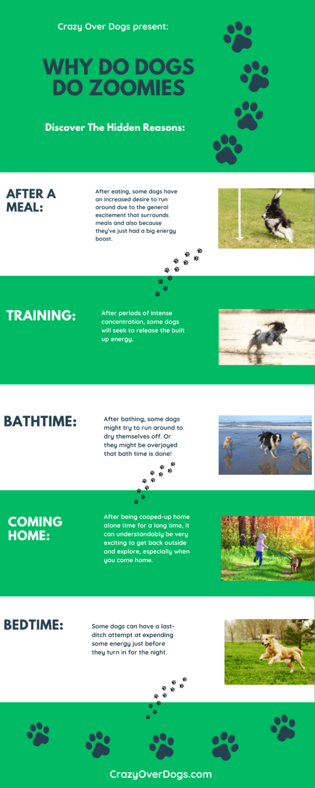 Why Do Dogs Do Zoomies Infographic Crazy Over Dogs