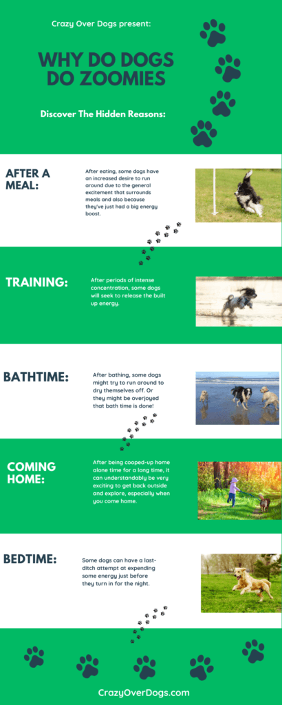 Why Do Dogs Do Zoomies Infographic: