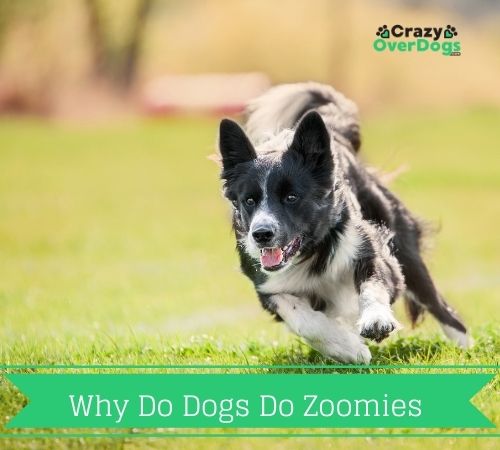 why do dogs do zoomies