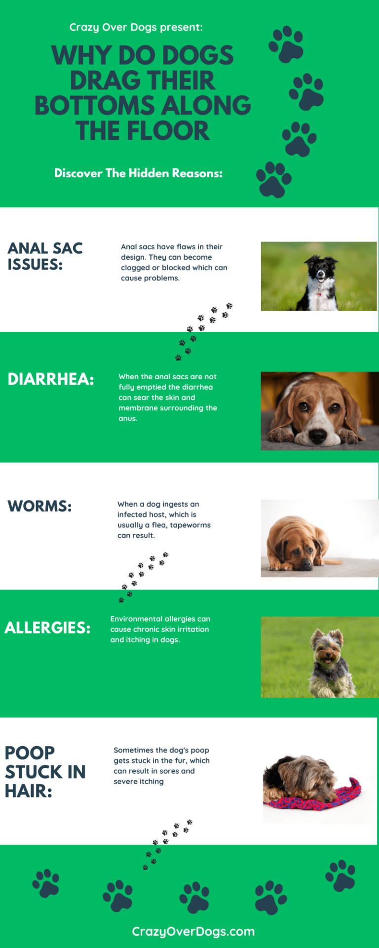 Why Do Dogs Drag Their Bottoms (Infographic Included)