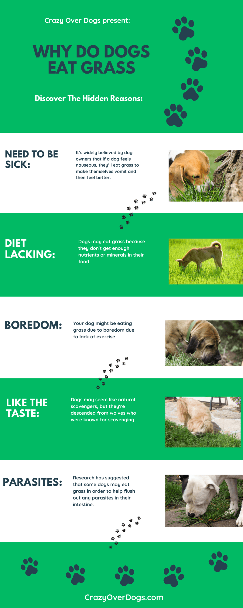 Why Do Dogs Eat Grass Infographic