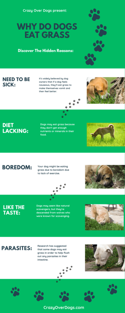 Why Do Dogs Eat Grass Infographic