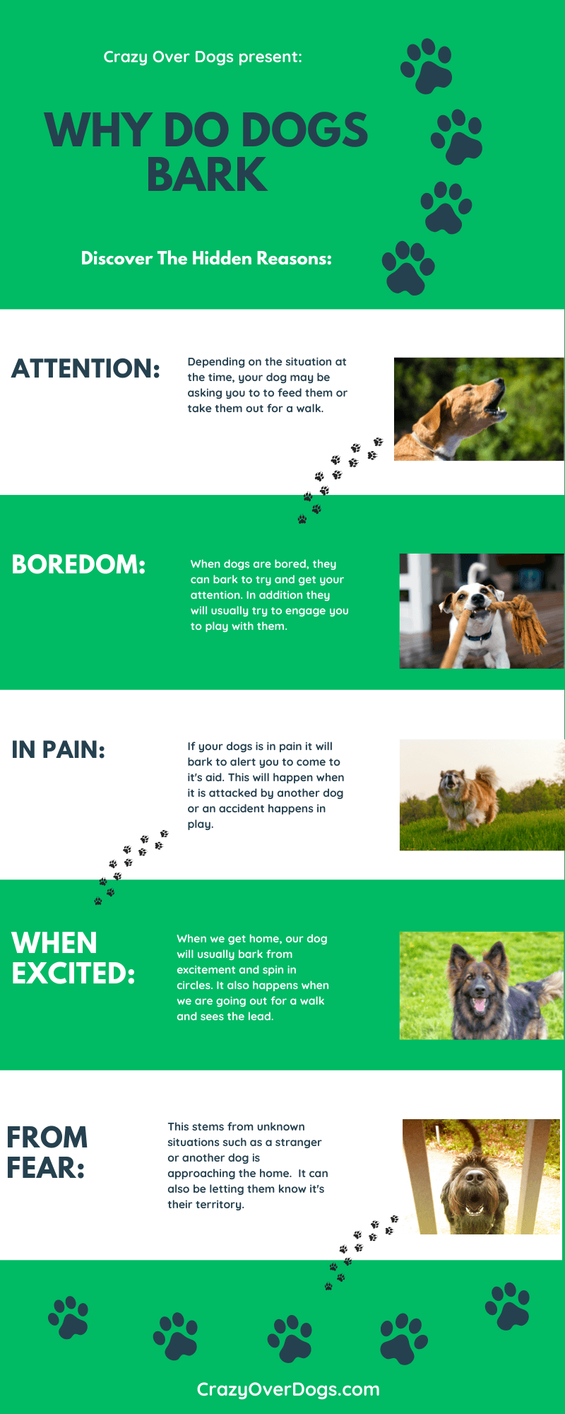 Why Do Dogs Bark At People | Infographic Included